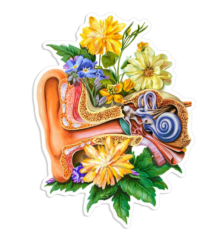 Ear anatomy sticker - Gifts for Nurses - Codex Anatomicus